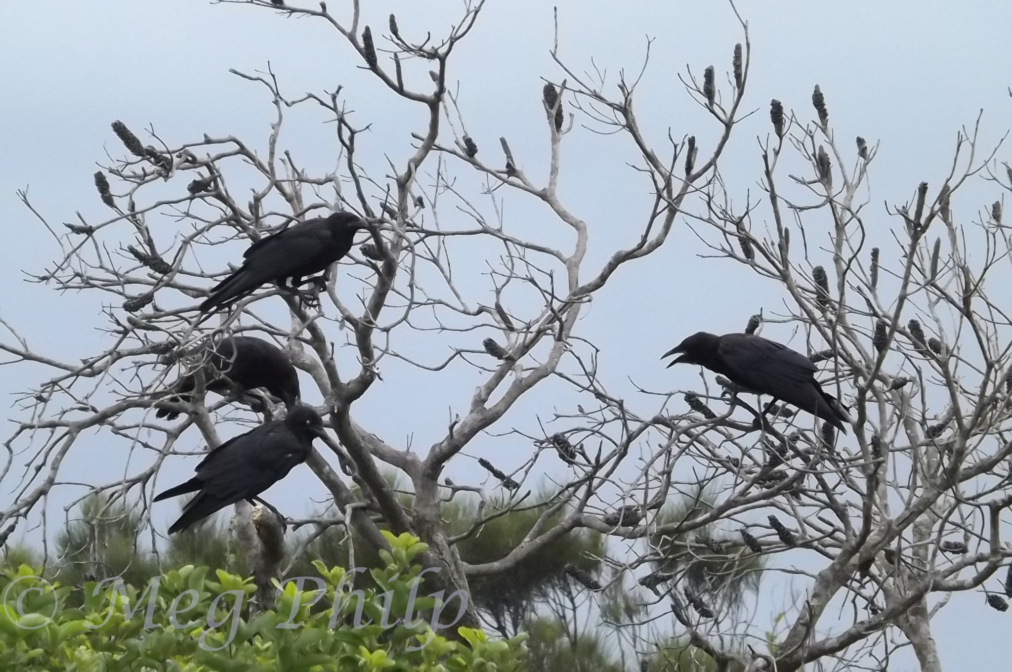 Group Of Crows Name 11